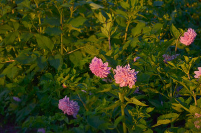 Close-up of pink flowering plants