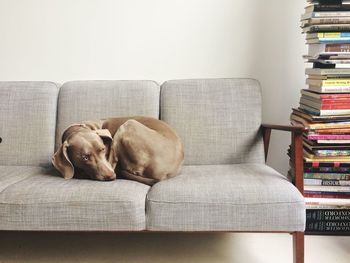 Gray dog resting on sofa at home