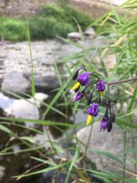 Close-up of purple crocus flowers on land