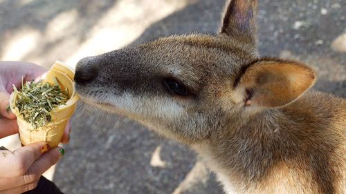 Cropped image of woman feeding kangaroo