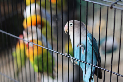 Close-up of parrot in cage