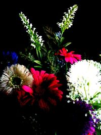 Close-up of flowers against black background