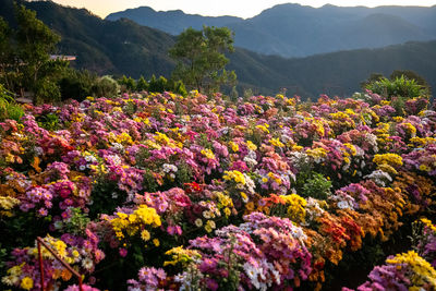 Rows of beautiful flowers at northern blossoms, atok, benguet, philippines.