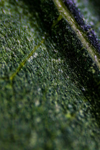 Full frame shot of raindrops on moss