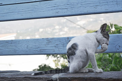 Close-up of dog on retaining wall by sea