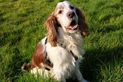 Dog sitting on grass in field