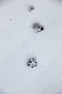 High angle view of dog on snow covered land