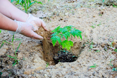 Low section of person planting sapling