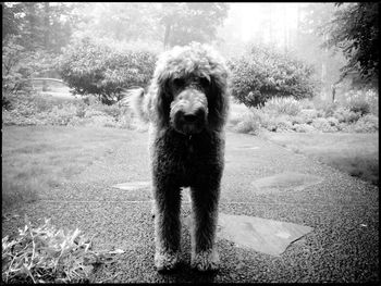 Portrait of a dog in field