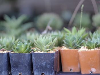 Close-up of succulent plant