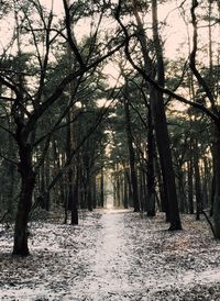 Trees in forest against sky