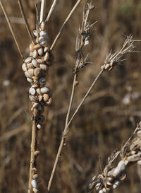 Close-up of plant