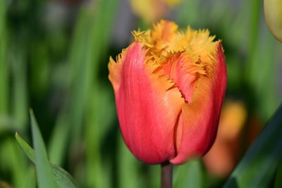 Close-up of yellow flower