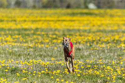 Greyhound dog lifted off the ground running fast across green field