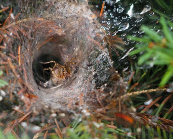 High angle view of dead plant in nest