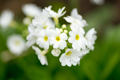 Close-up of white flowers blooming outdoors