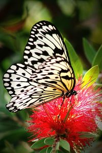 Close-up of butterfly on flower