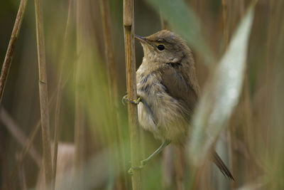 Close-up of bird perching on plant