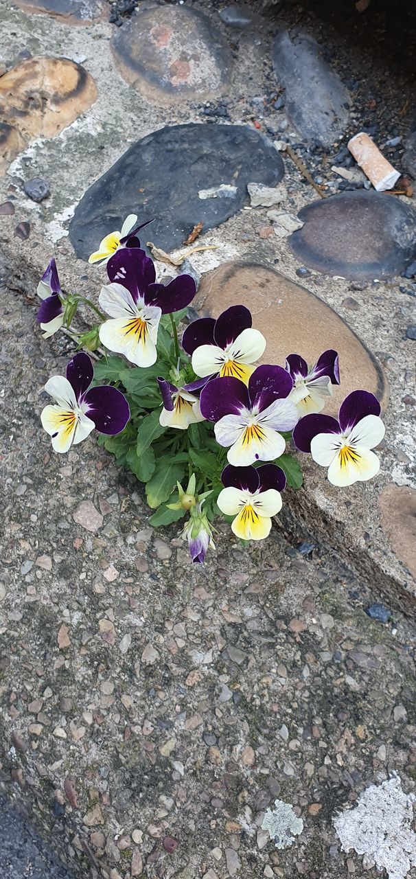 HIGH ANGLE VIEW OF FLOWERS ON ROCK