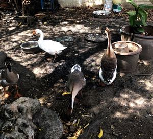 High angle view of birds on land