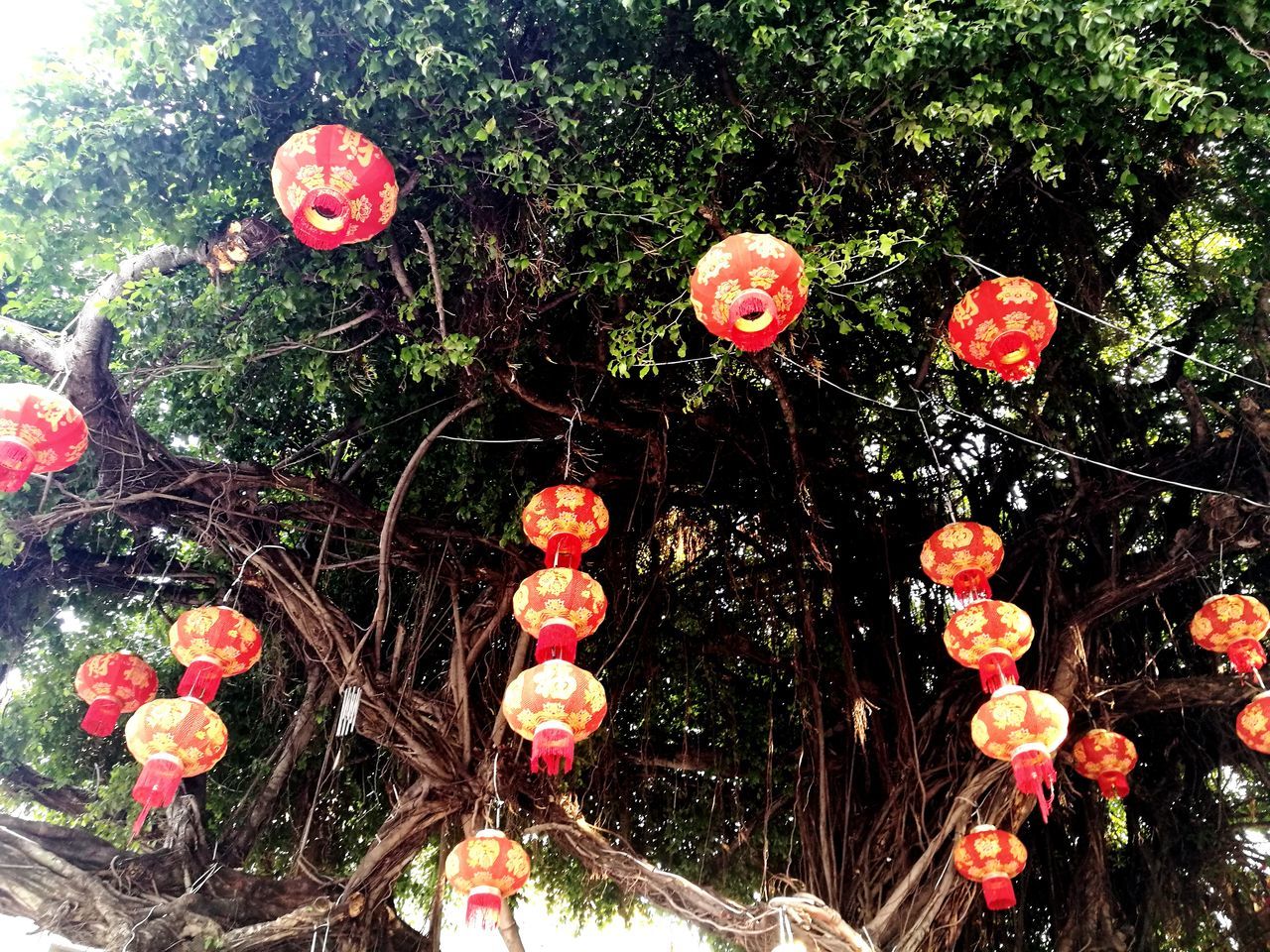 growth, tree, no people, outdoors, day, celebration, low angle view, hanging, nature, flower, close-up, beauty in nature, fragility, freshness