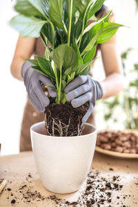 Potted plant on table