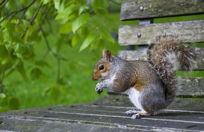 Squirrel on wood