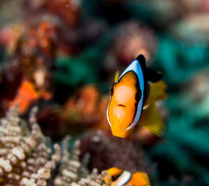 Close-up of fish swimming in sea