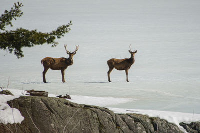 Deer on snow covered land