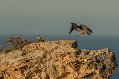 Bird flying over rock against sky