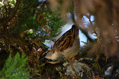 Bird perching on a tree