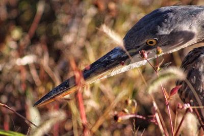 Close-up of bird