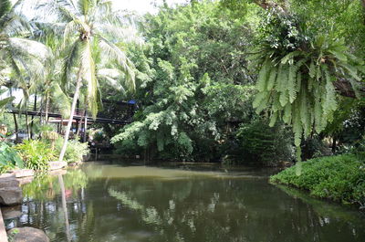 Scenic view of lake in forest