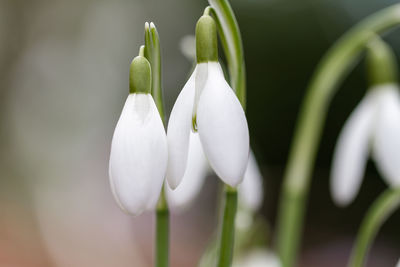 Close-up of white flowering plant