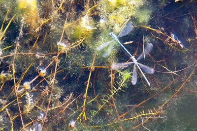 Full frame shot of spider web