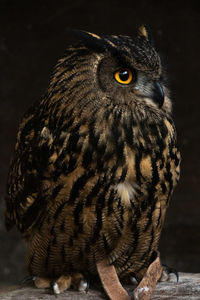 Close-up of owl perching