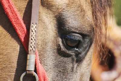 Close-up of horse