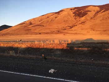 Dead animal on road at desert