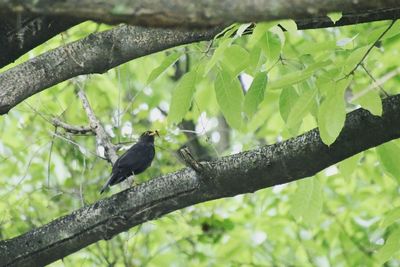 Bird perching on a tree