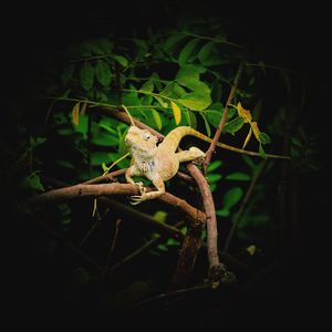 Close-up of a lizard on a tree