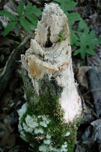 Close-up of mushrooms growing on tree trunk