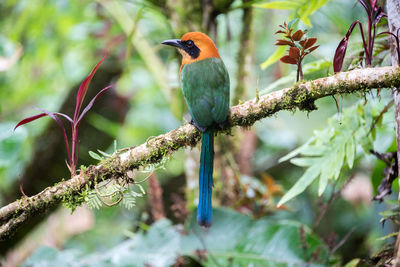 Rufous motmot perching on tree