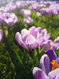 Close-up of purple crocus flowers on field