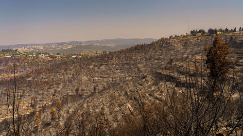 Burnt forest near jerusalem