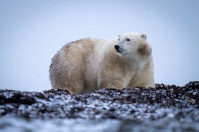 Polar bear stands amongst kelp looking back