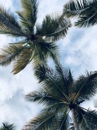 Low angle view of palm tree against sky