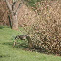 Animal grazing on grassy field