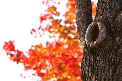 Close-up of tree during autumn