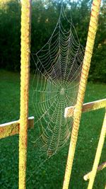 Close-up of spider web on tree trunk