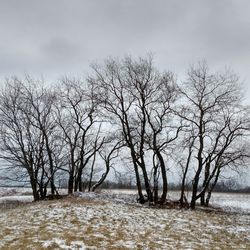 Bare trees against sky